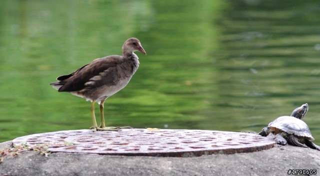 我的第一隻小白砲,補圖~(300mm f4 is L超簡易開箱)
