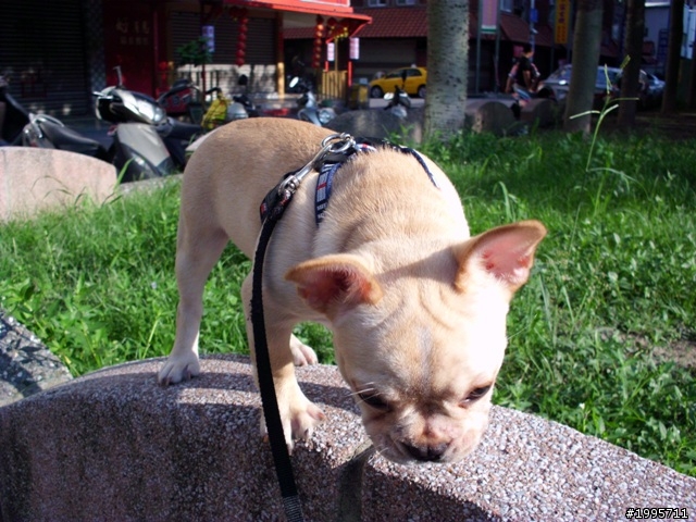 歡迎同好交流-法國鬥牛犬大樓