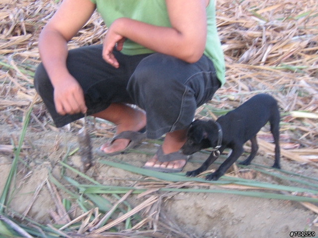 田鼠獵犬送養,靈巧親人又顧家