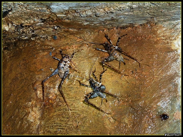 2011.08.14_獨客獨行獨立山-七月半隧道篇