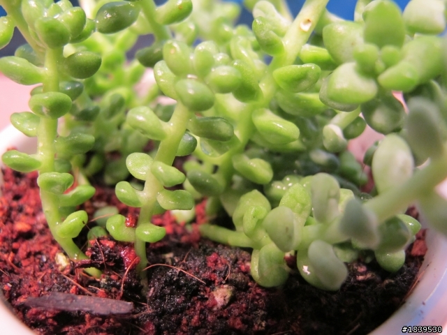 請問這是何種多肉植物呢？(第一次買忘記問老闆)