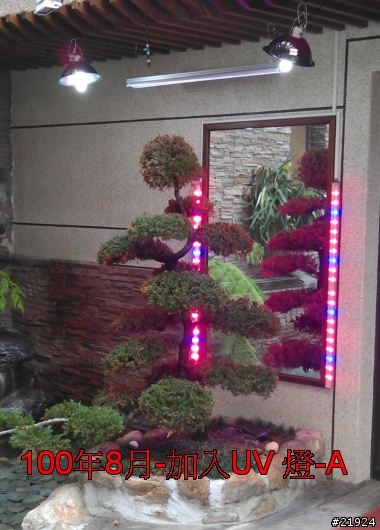 真柏 達人幫幫我的真柏 枯快一半~~~救樹