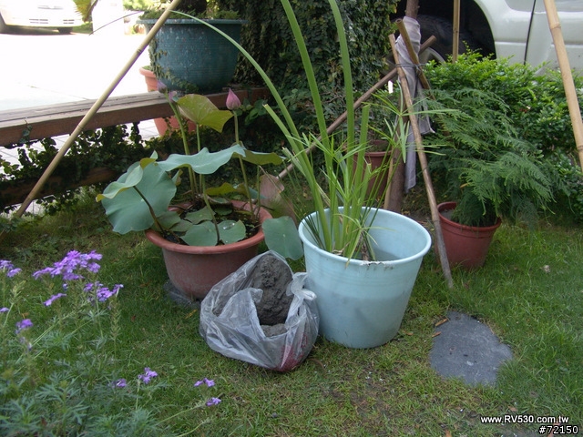 花園 [ 荷花生態缸 ] 防水施工全記錄