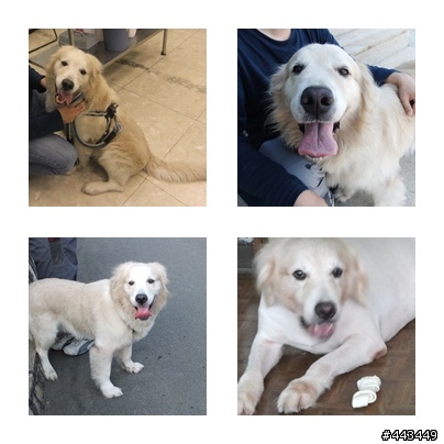 [協尋]台北 東湖汐止地區  黃金獵犬 SEVEN