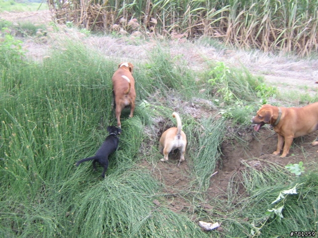 田鼠獵犬送養,靈巧親人又顧家