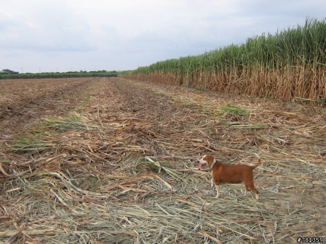 田鼠獵犬送養,靈巧親人又顧家