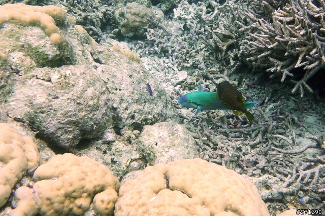 [分享]I left my heart in Palau