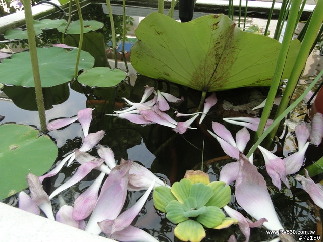 花園 [ 荷花生態缸 ] 防水施工全記錄