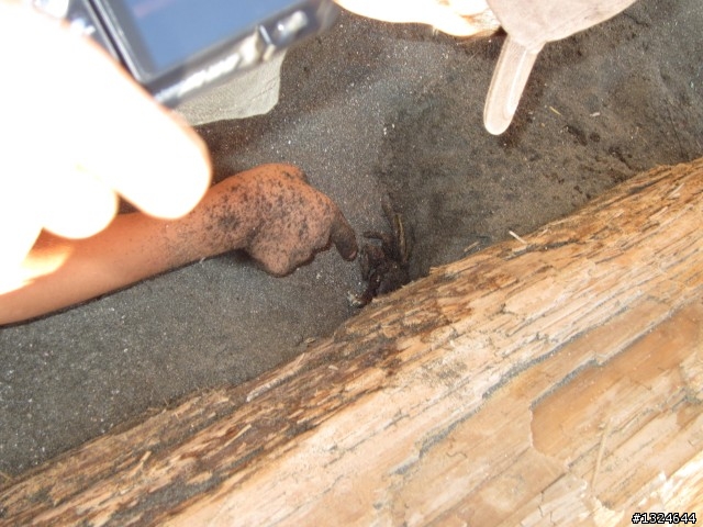 茄定.彌陀.梓官海線觀光巴士之旅VS夜探柴山看貓頭鷹--100/8/19