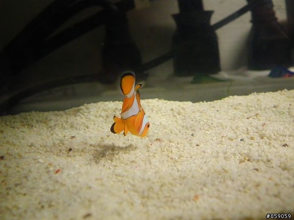超迷你五公升海水缸~