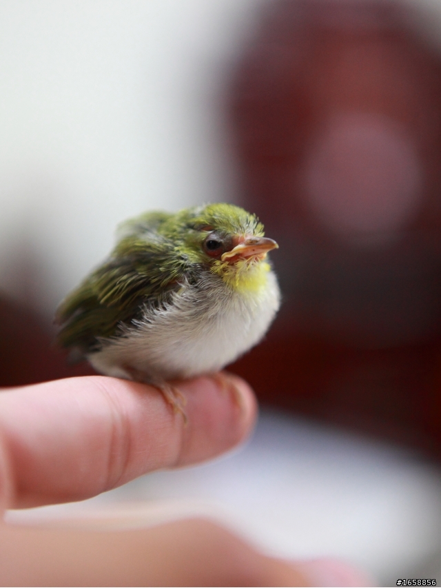 請問這是什麼鳥?