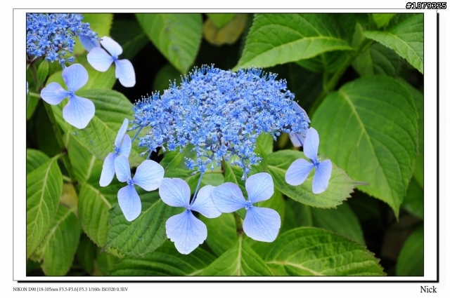 D90 18-105+ T116 北海道八天七日遊