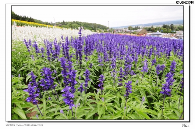 D90 18-105+ T116 北海道八天七日遊