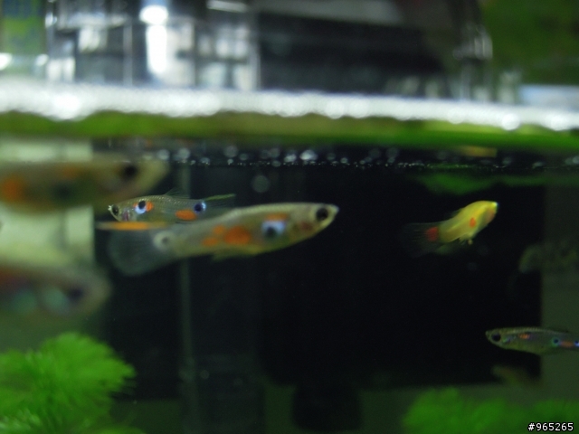 金黃色的白子大肚魚野生孔雀魚???