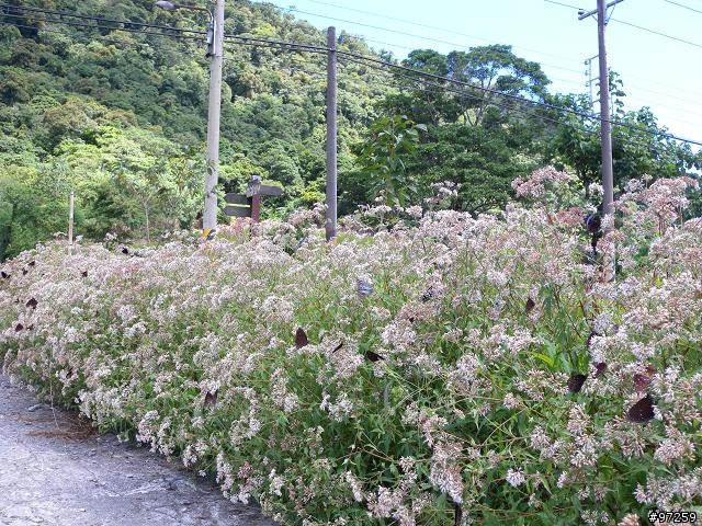 2011/08/16~18  大男子3天3夜環半島 赤科山+六十石山賞金針遊記分享