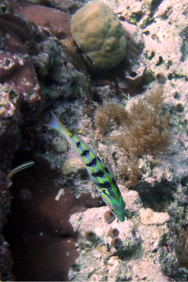 [分享]I left my heart in Palau