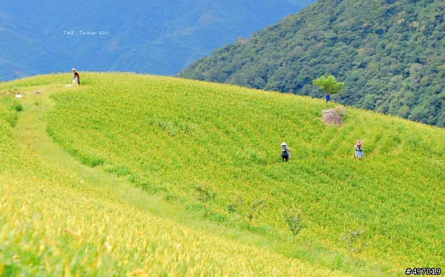 台東 . 太麻里金針山 ( 忘憂谷 ) 2011/08.27