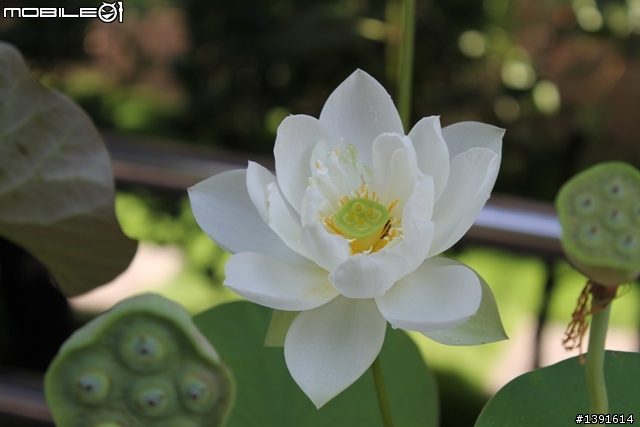 有人用CANON 1100D嗎?