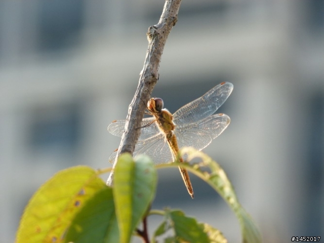 Panasonic FZ100真的要停產嗎?