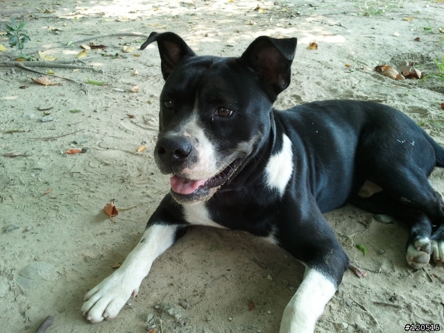 有人遺失混彼特犬嗎？