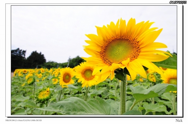 D90 18-105+ T116 北海道八天七日遊