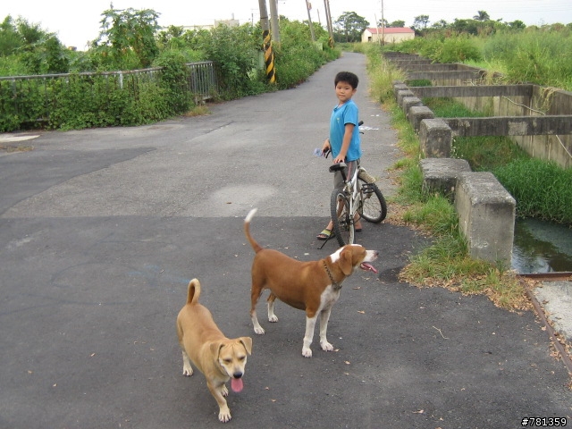 田鼠獵犬送養,靈巧親人又顧家