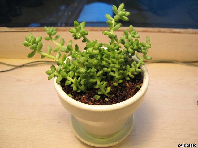 請問這是何種多肉植物呢？(第一次買忘記問老闆)