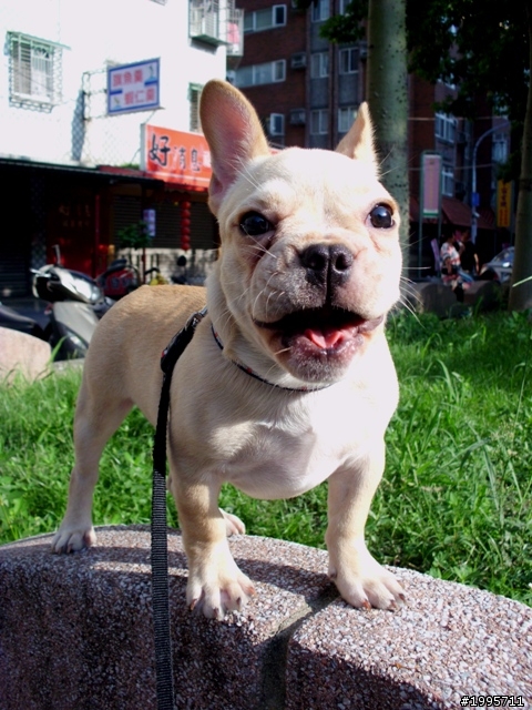 歡迎同好交流-法國鬥牛犬大樓