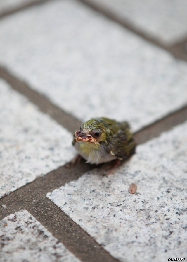 請問這是什麼鳥?