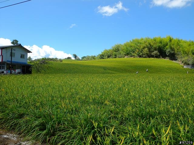 2011/08/16~18  大男子3天3夜環半島 赤科山+六十石山賞金針遊記分享