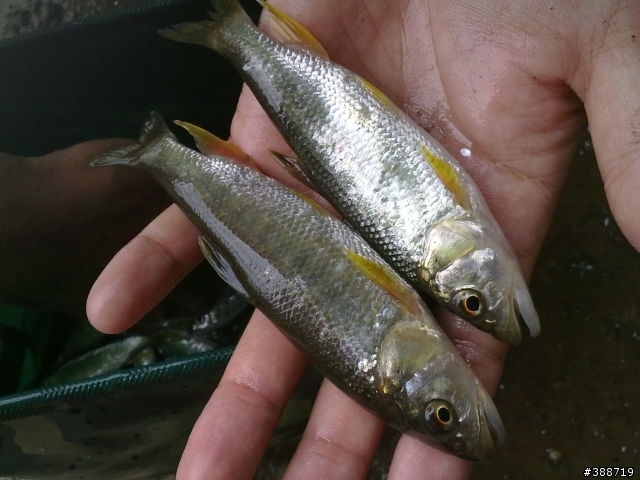 新手釣遊三