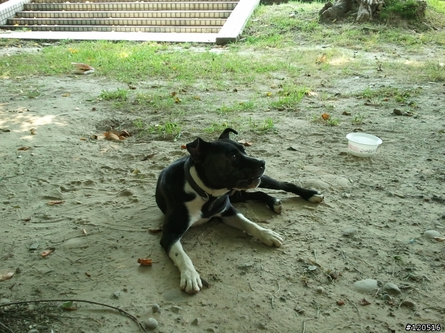 有人遺失混彼特犬嗎？