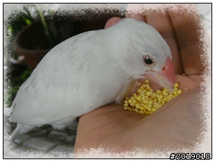 內湖路一段  拾獲白文鳥