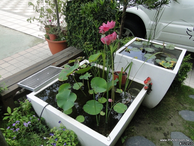 花園 [ 荷花生態缸 ] 防水施工全記錄