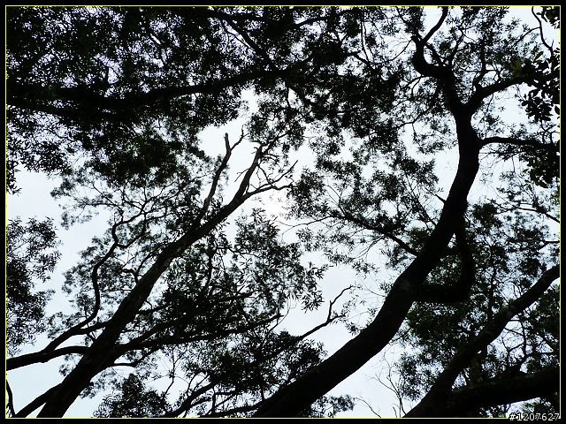 2011.08.19_登台南第一高峰大棟山之獨行篇