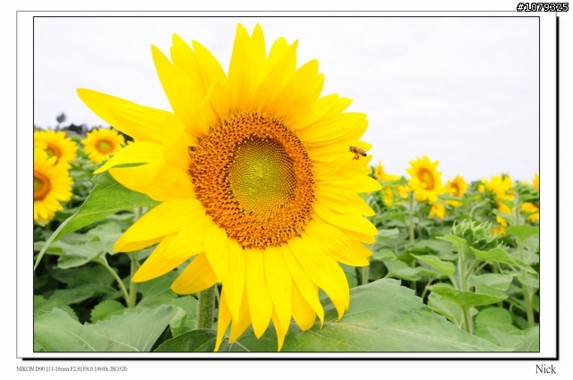 D90 18-105+ T116 北海道八天七日遊