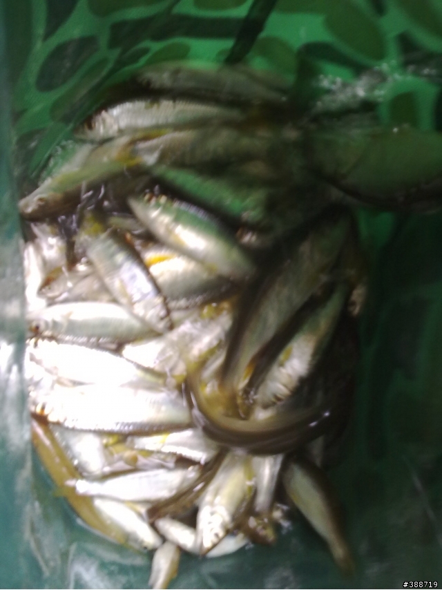 新手釣遊三