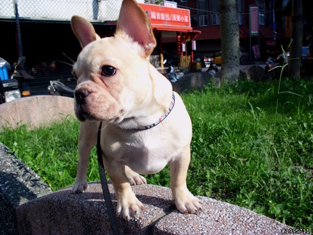 歡迎同好交流-法國鬥牛犬大樓