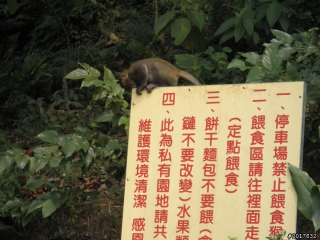 8/4忙裡偷閒看彌猴(順遊南化水庫鏡面水庫)