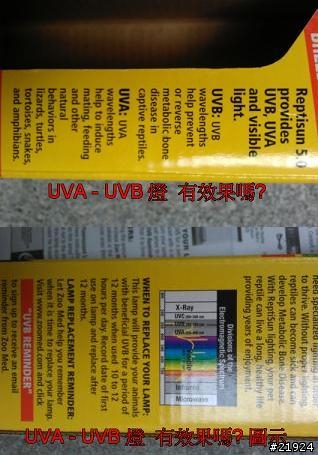 真柏 達人幫幫我的真柏 枯快一半~~~救樹