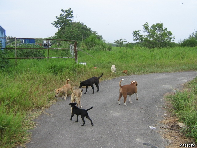 田鼠獵犬送養,靈巧親人又顧家