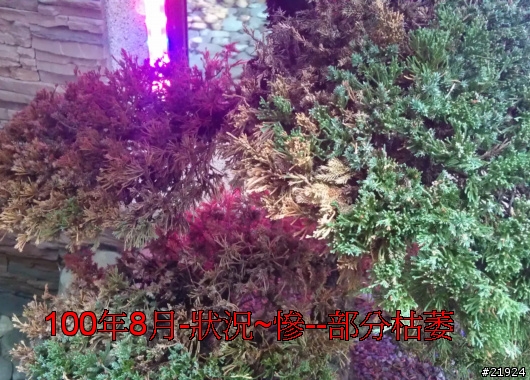 真柏 達人幫幫我的真柏 枯快一半~~~救樹