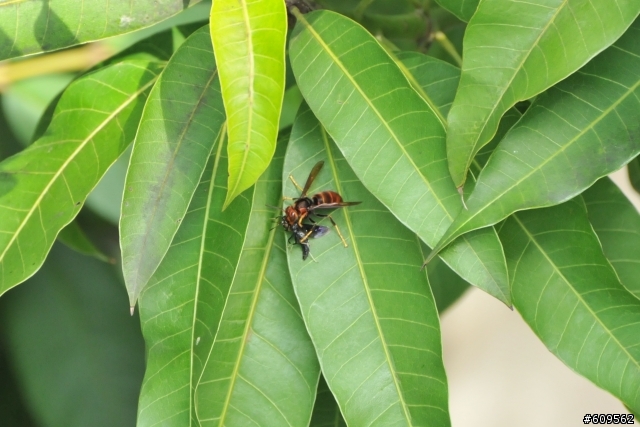 請教各位大大，這是虎頭蜂嗎??