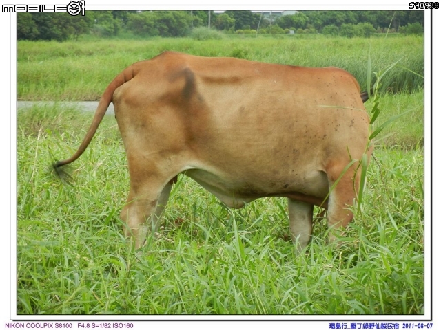 幸福家庭與VOLVO 960 之環島趴趴走 - - Day4 墾丁 - 台中( 2011.08.07 )