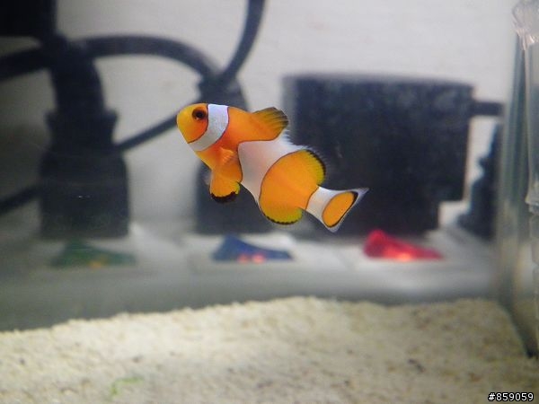 超迷你五公升海水缸~