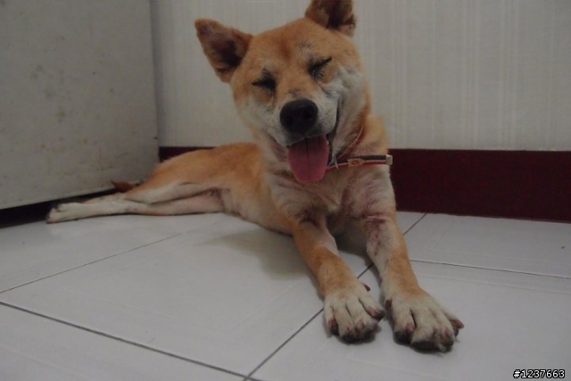 [高雄送養] 柴犬需要一個家