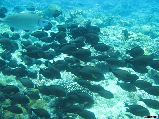 【分享】碧海藍天綠島行