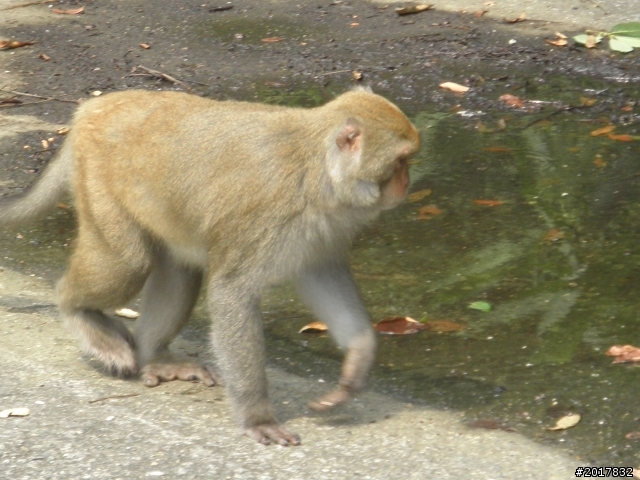 8/4忙裡偷閒看彌猴(順遊南化水庫鏡面水庫)