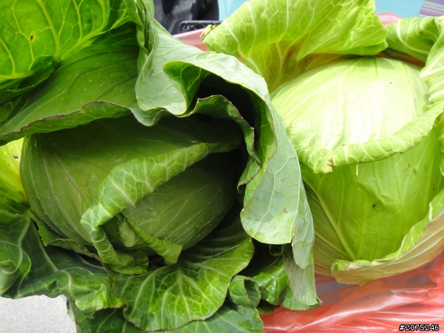 金牌妹50cc買菜車 衝武嶺之高麗菜篇