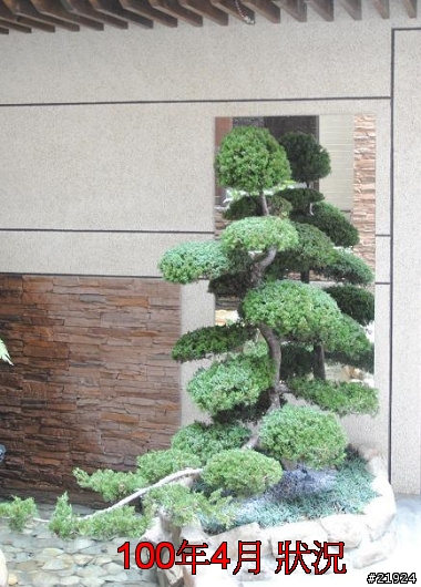 真柏 達人幫幫我的真柏 枯快一半~~~救樹